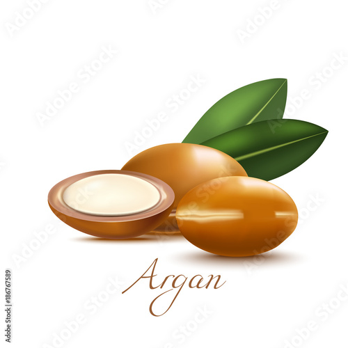 Argan Nuts and Leaves. Realistic Elements for Labels of Cosmetic Skin Care Product Design. Vector Isolated Illustration