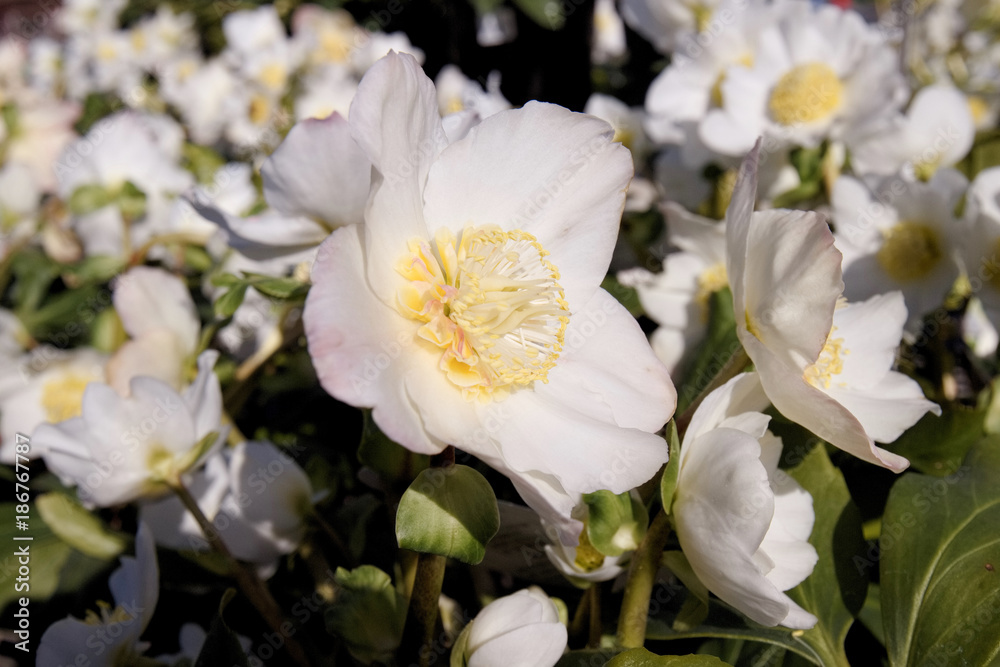 Obraz premium クリスマスローズ