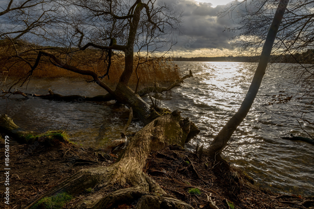 Umgestürzter Baum am winterlichen Ufer der Dahme in Berlin-Köpenick Umgestürzter Baum am winterlichen Ufer der Dahme in Berlin-Köpenick