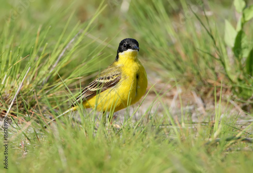 Close up portrait of an yellow wagtail stands on the ground with green grass