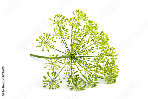 Wild fennel flower isolated.