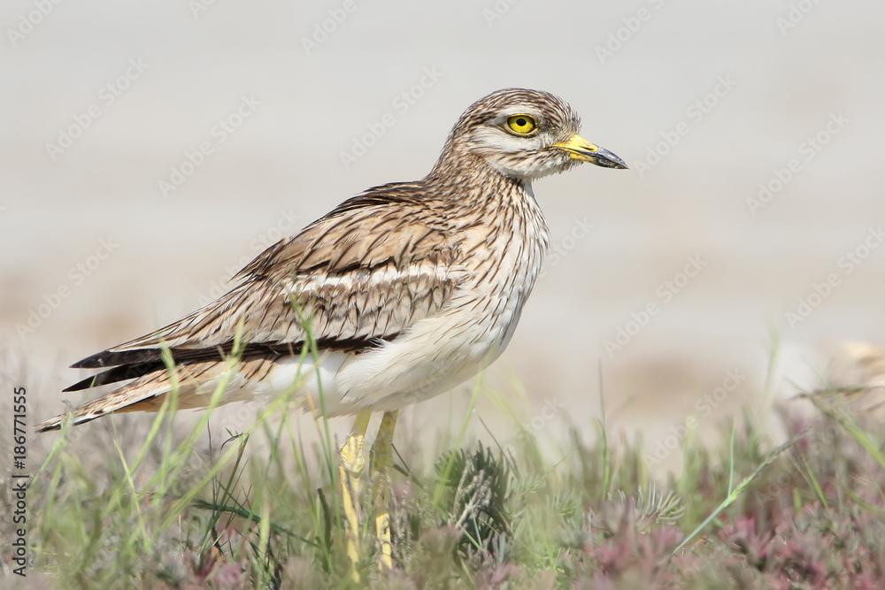 Close up photo of stone curlew in natural habitat Close up photo of stone curlew in natural habitat