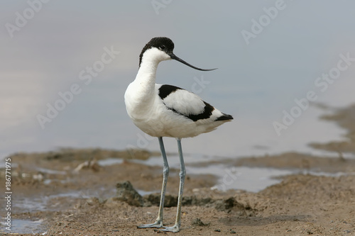 Young pied avocet (Recurvirostra avosetta) stands on the shore of the lake and looks into the camera. Differences from young  birds are clearly visible photo