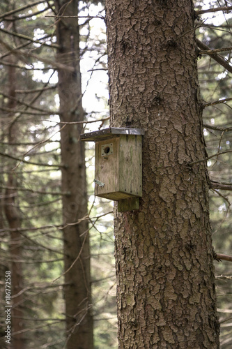 birdhouse in the woods
