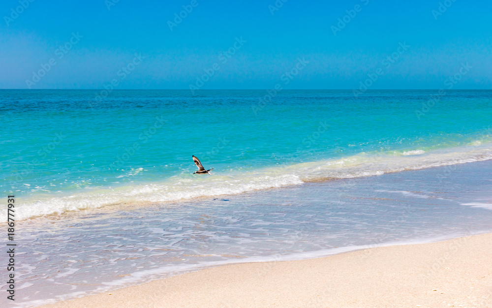 Beach, sand, water, waves, flying bird, horizon, blue sky, Florida Beach, sand, water, waves, flying bird, horizon, blue sky, Florida
