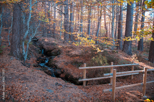 forest in autumn, in monte moncayo in zaragoza spain photo