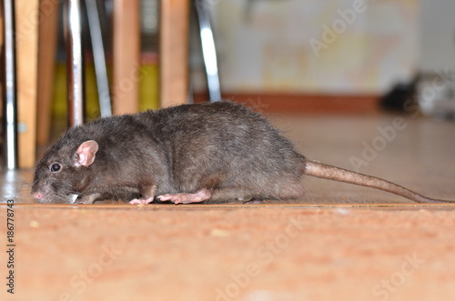 rat