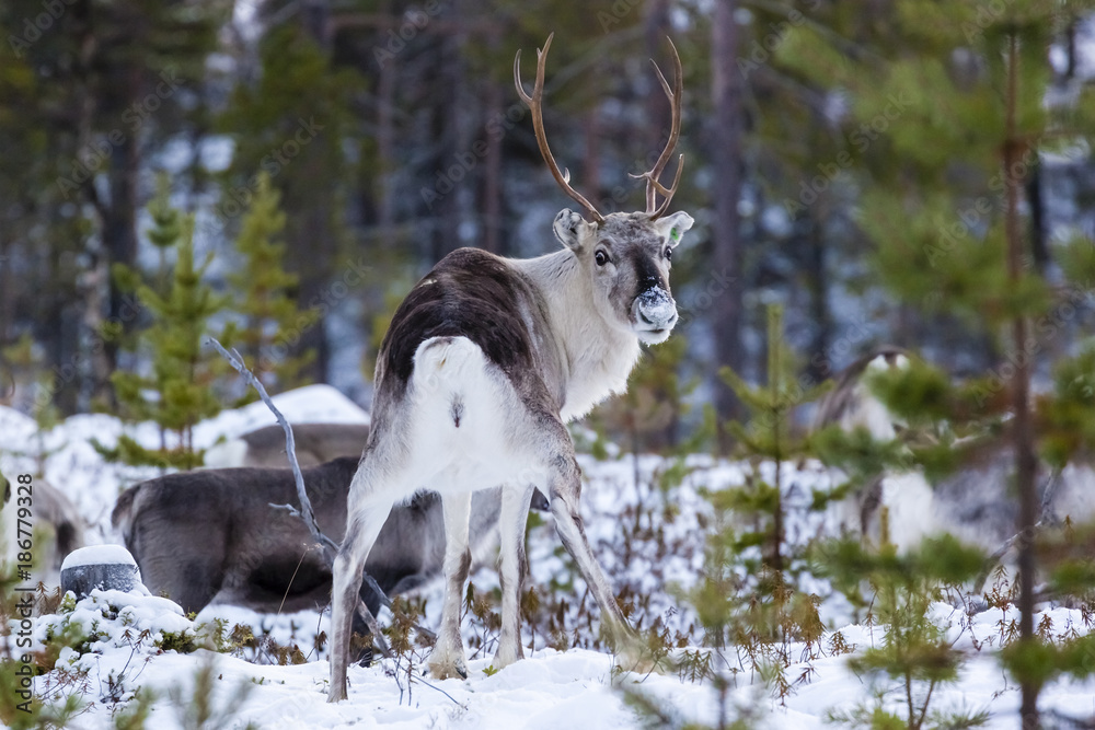 Finnland, finnisch Lappland, Rentier oder Ren, Rangifer tarandus Finnland, finnisch Lappland, Rentier oder Ren, Rangifer tarandus