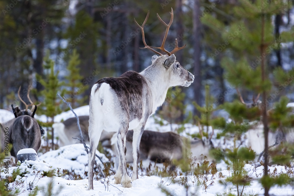 Naklejka premium Finnland, finnisch Lappland, Rentier oder Ren, Rangifer tarandus