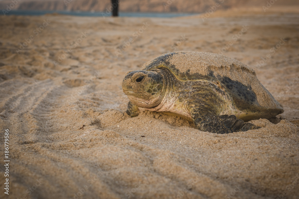 Obraz premium Turtle On A Beach