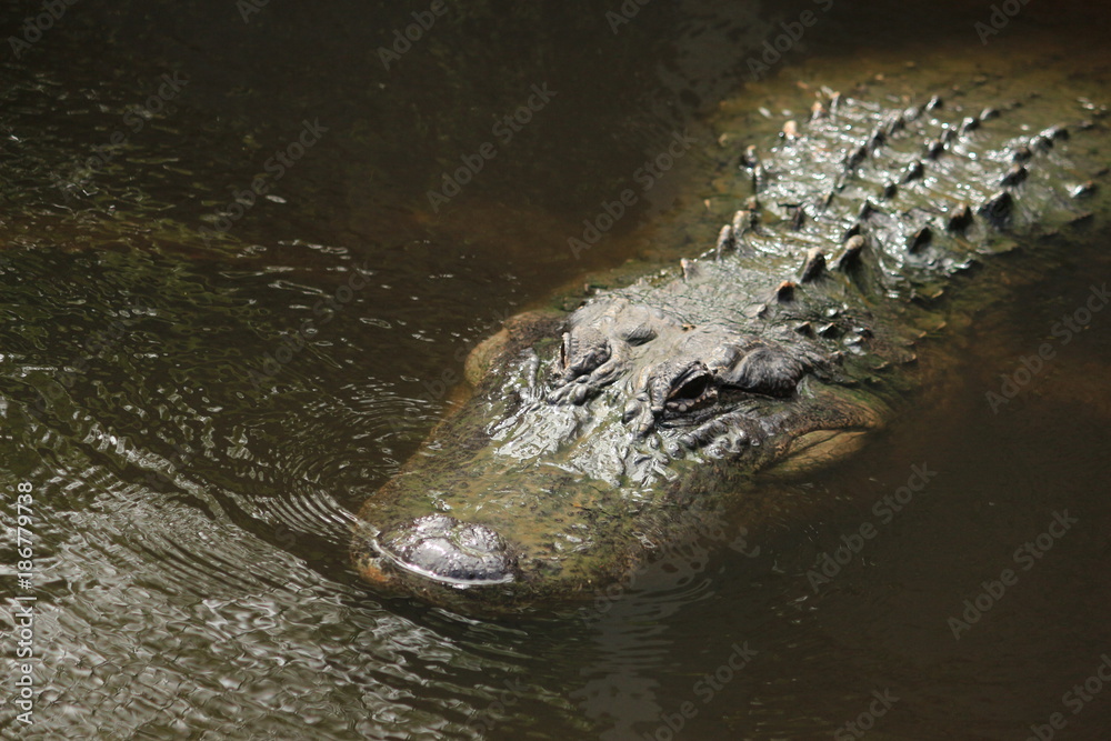 A large Alligator in the Florida Swamp A large Alligator in the Florida Swamp