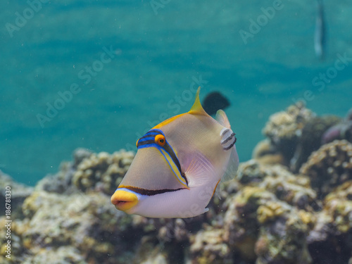 Picasso Fish in the Ocean