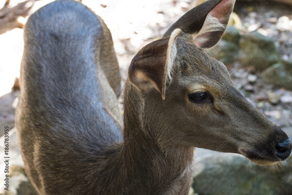 Obraz premium Close up deer head