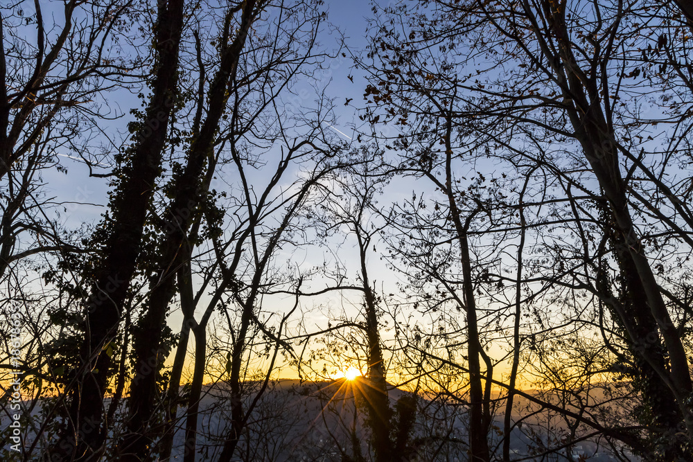 Tree branches silhouette against sunset background Tree branches silhouette against sunset background