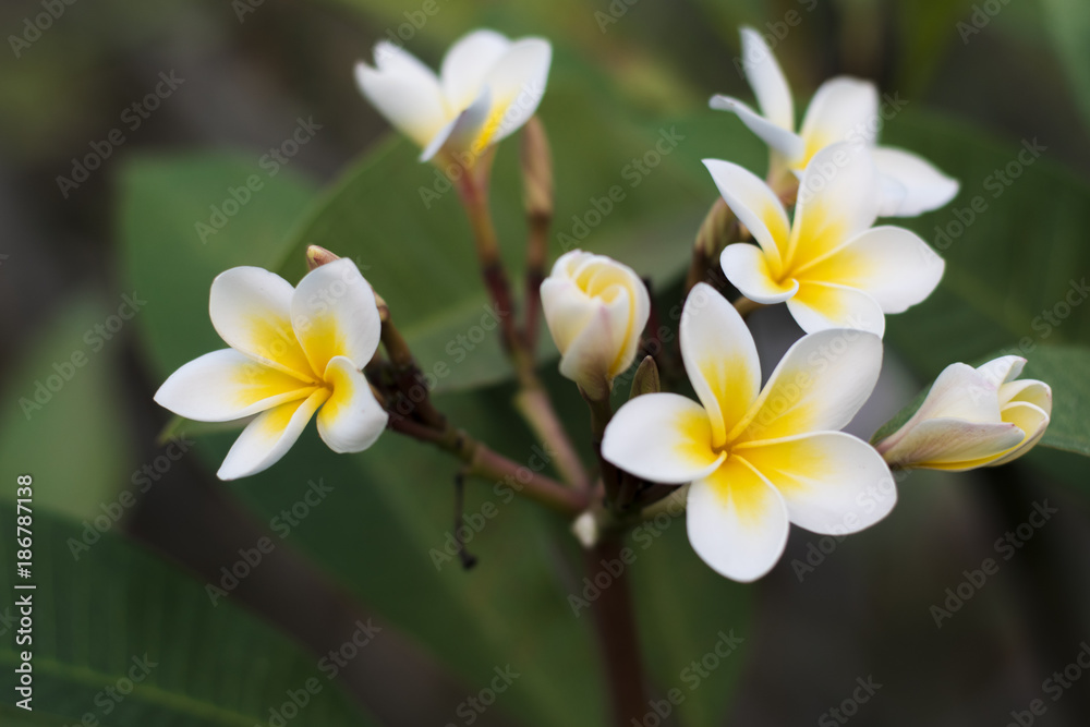 Plumeria is Lao national flower