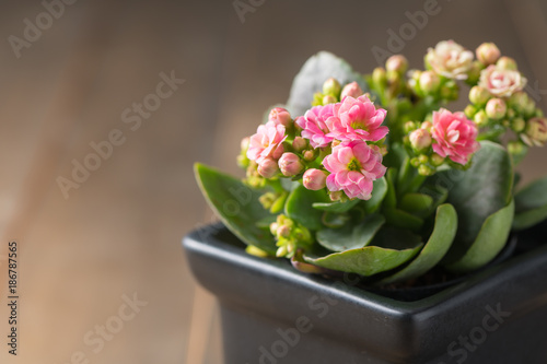 Foto beautiful pink Kalanchoe flower in small pot