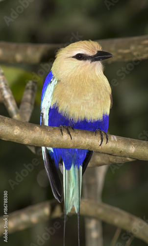 Blue-bellied Roller (Coracias cyanogaster), captive (native to Africa). photo