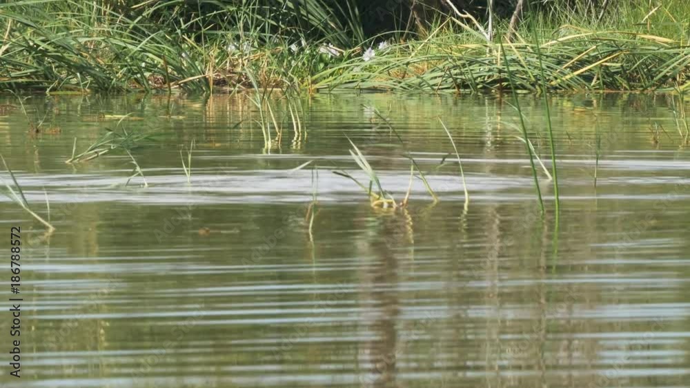 an african hippopotamus submerges itself in lake baringo, kenya an african hippopotamus submerges itself in lake baringo, kenya