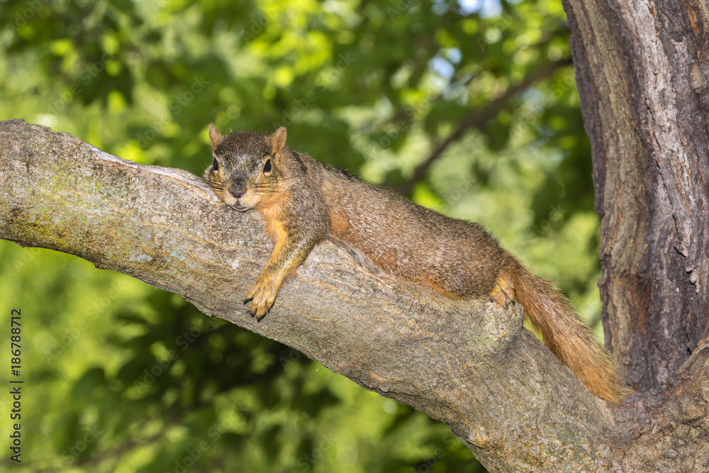Fox squirrel (Sciurus nige) resting in shade on tree branch during a hot summer day, Ames, Iowa, USA