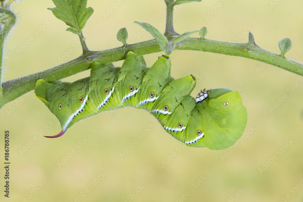 Tobacco Hornworm Moth or Carolina Sphinx moth (Manduca sexta) caterpillar,  larvae, Ames, Iowa, USA Stock Photo | Adobe Stock