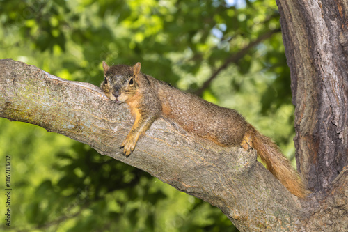 Fox squirrel (Sciurus nige) resting in shade on tree branch during a hot summer day, Ames, Iowa, USA © Ivan Kuzmin