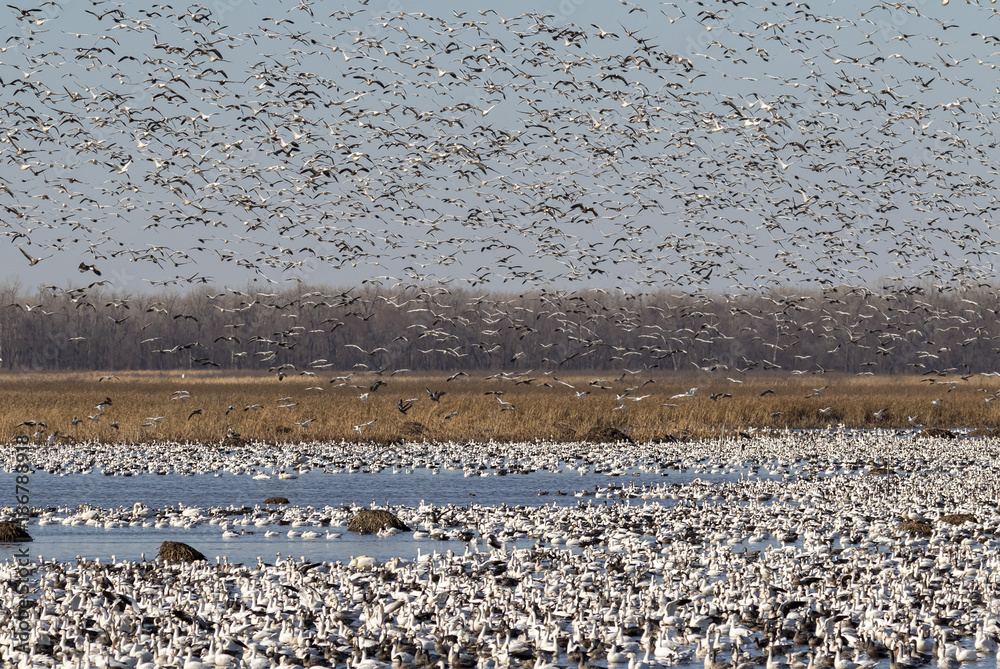 Fall migration of snow geese (Chen caerulescens), Loess Bluffs National Wildlife Refuge, Missouri, USA