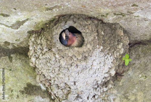 American cliff swallow (Petrochelidon pyrrhonota) building the nest, Ledges State Park, Iowa, USA photo