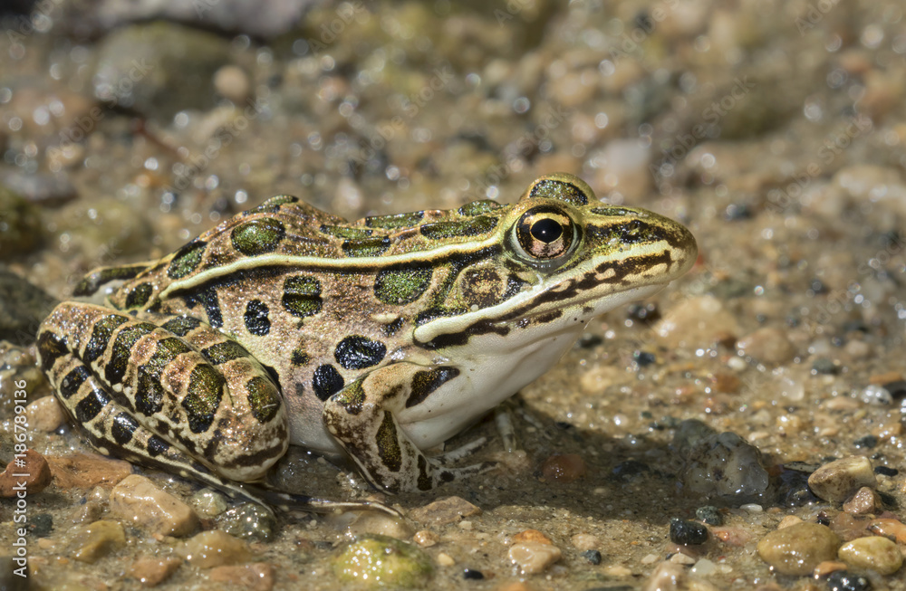 Northern leopard frog (Lithobates pipiens) in water stream, Ledges State Park, Iowa, USA. Northern leopard frog (Lithobates pipiens) in water stream, Ledges State Park, Iowa, USA.