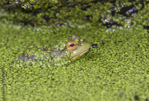 American bullfrog (Lithobates catesbeianus or Rana catesbeiana) looking through duckweed in a lake, Ledges State Park, Iowa, USA.