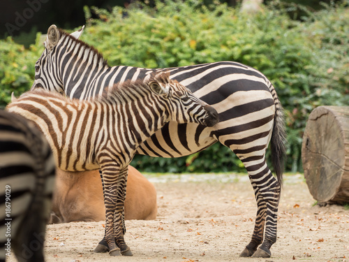 A little zebra is standing with the mother