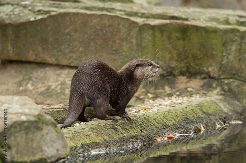 A wet otter on the water