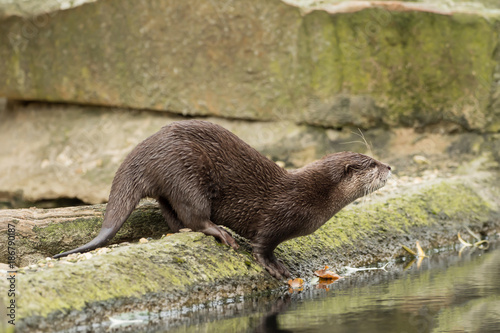 A wet otter on the water