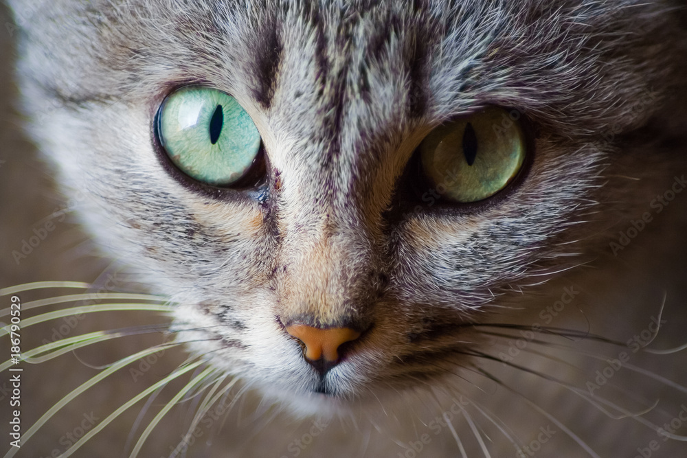 Portrait of cat, cat muzzle, cat eyes. Cat looking at the camera.