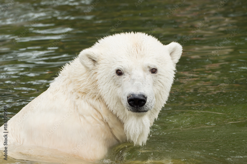 A polar bear is swimming in the water