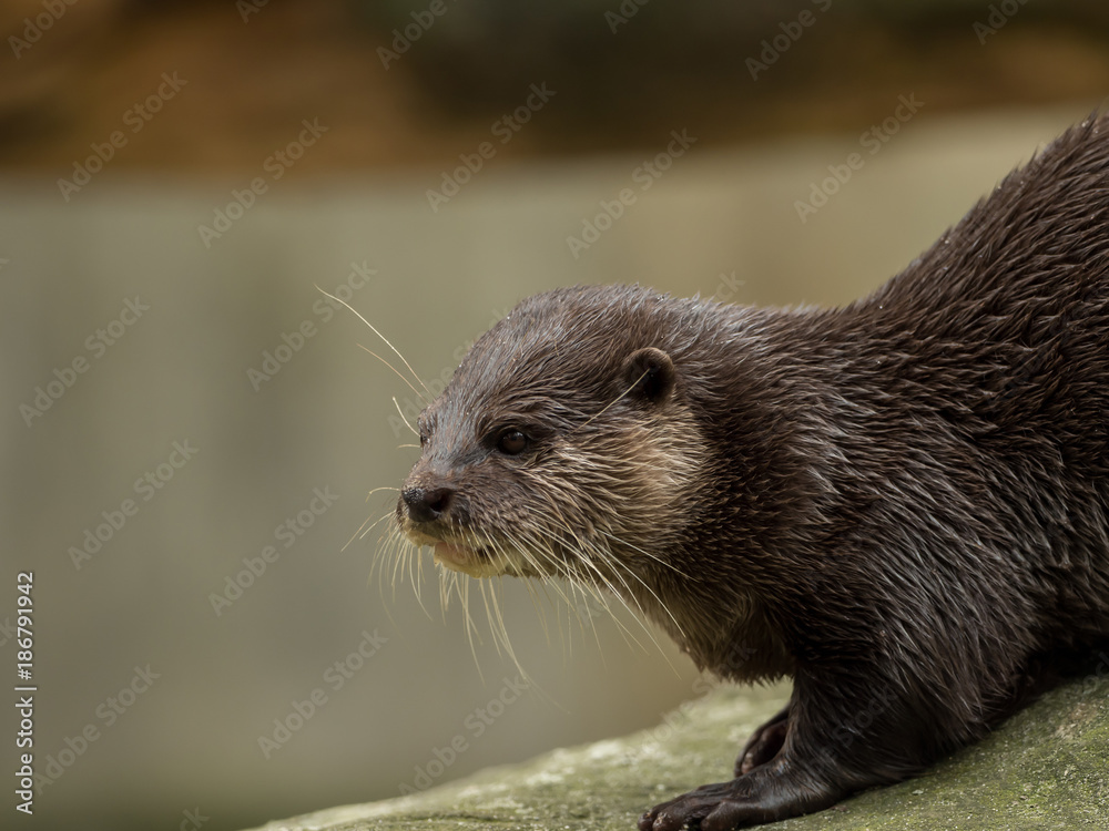 A wet otter on the water