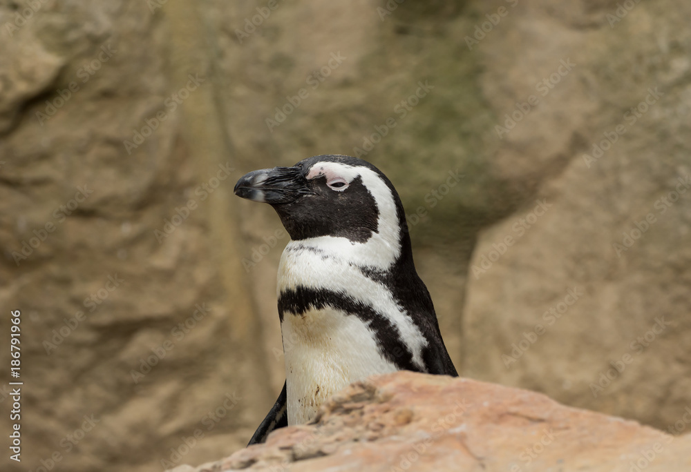 Fototapeta premium A beautiful penguin with a soft background