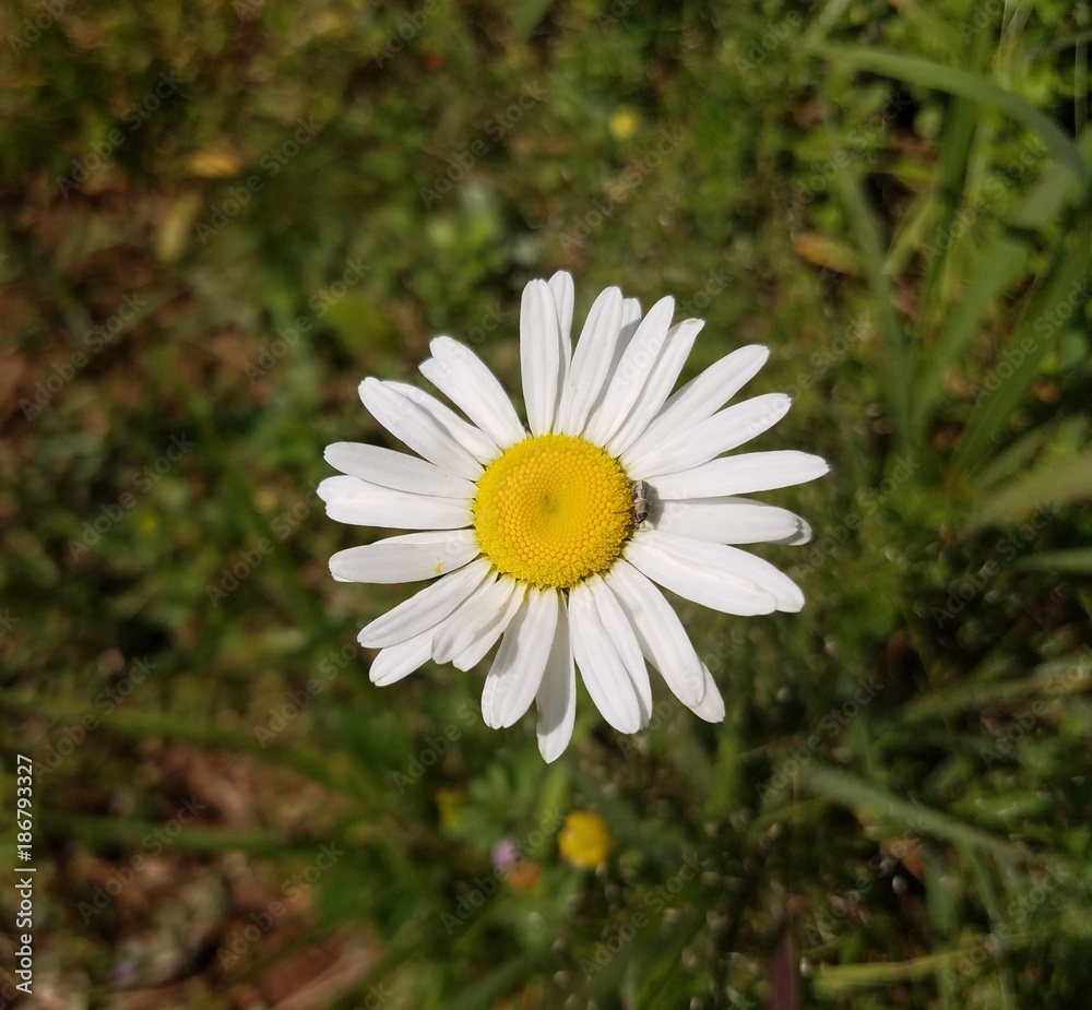 Fototapeta premium Oxeye Daisy