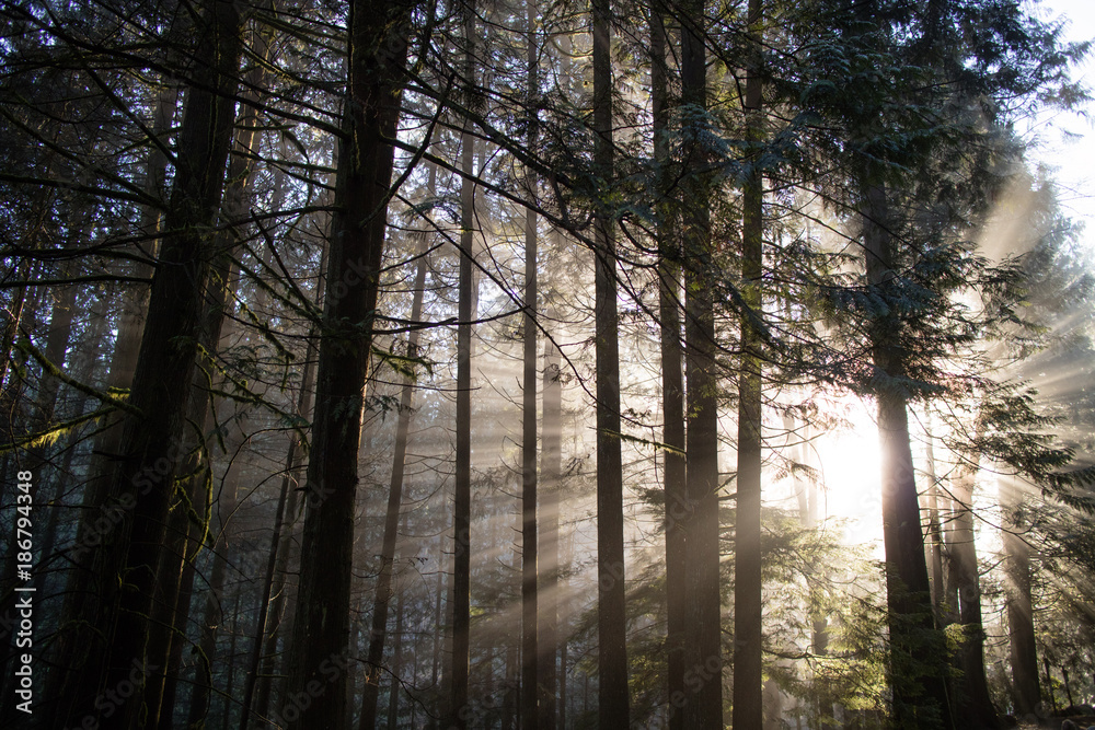Sunshaft 1