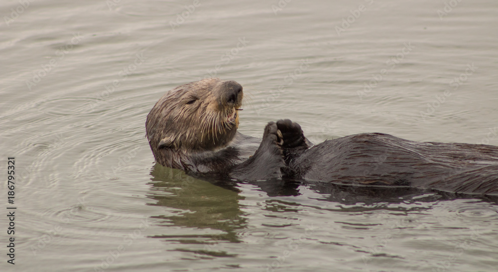 Fototapeta premium California Sea Otters