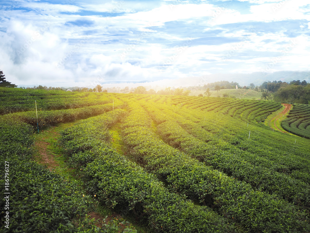 Green tea field with blue sky at sunrise