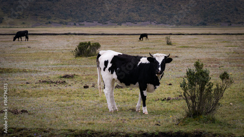 Fotografie paesaggio dell'ecuador