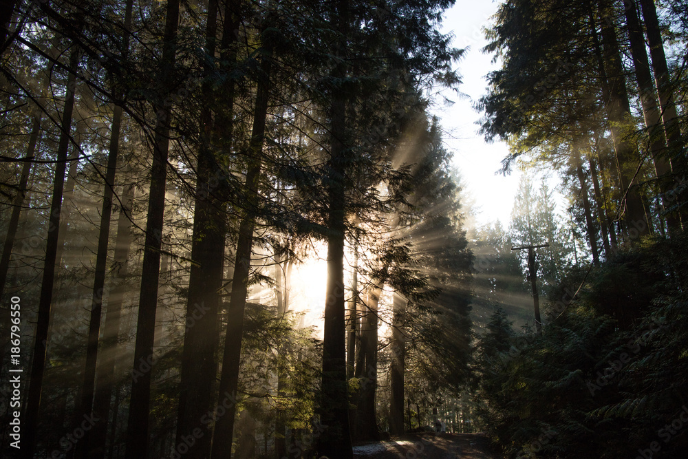 Obraz premium Sunshaft 2