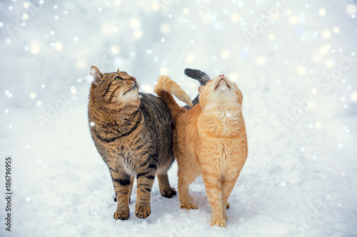 Fototapeta Naklejka Na Ścianę i Meble -  Two cats walk on snow during a snowfall
