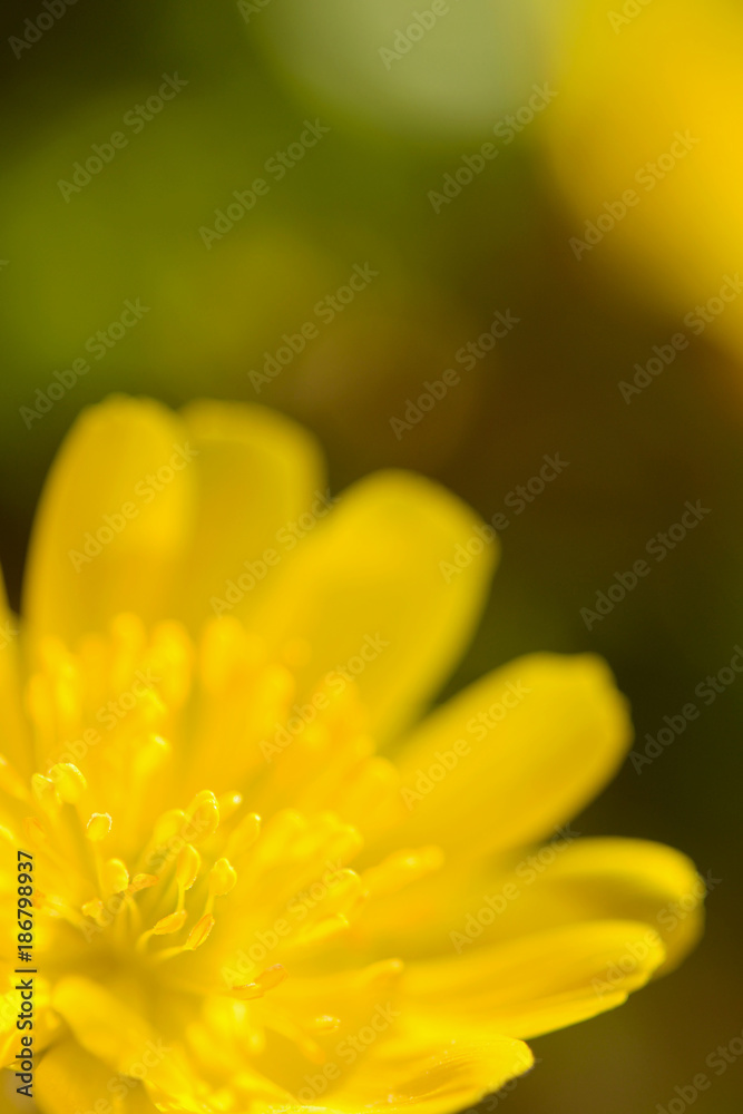 Fototapeta premium 福寿草の花