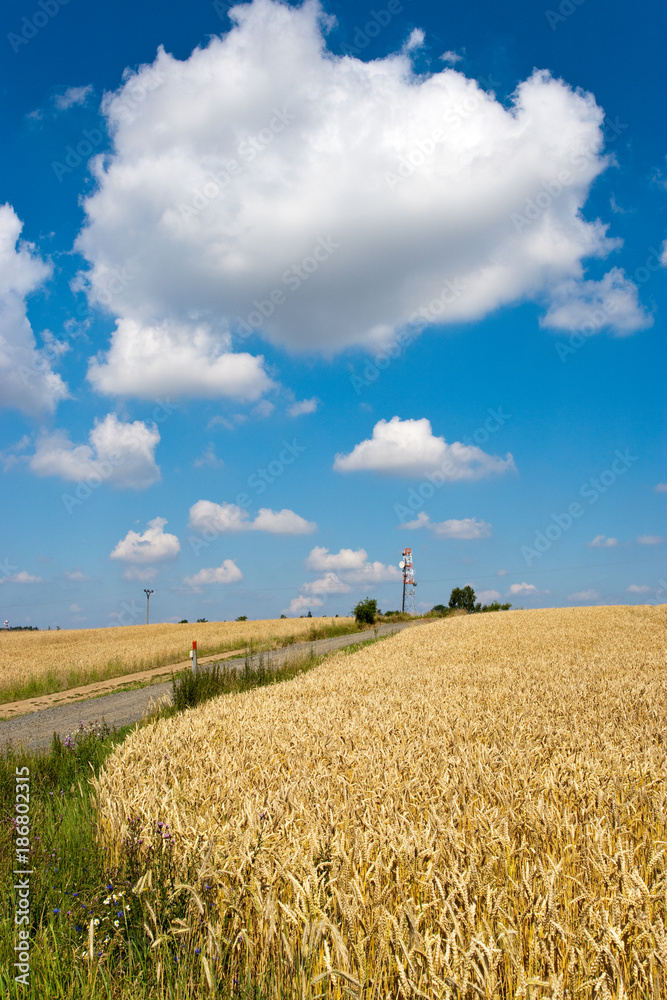 yellow corny field with blue sky and white clouds in the summer - czech agriculture - ecological farming and corn plant