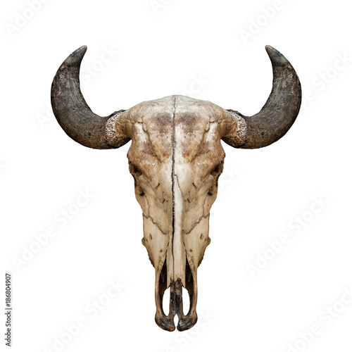 Buffalo skull or caw isolated on white background