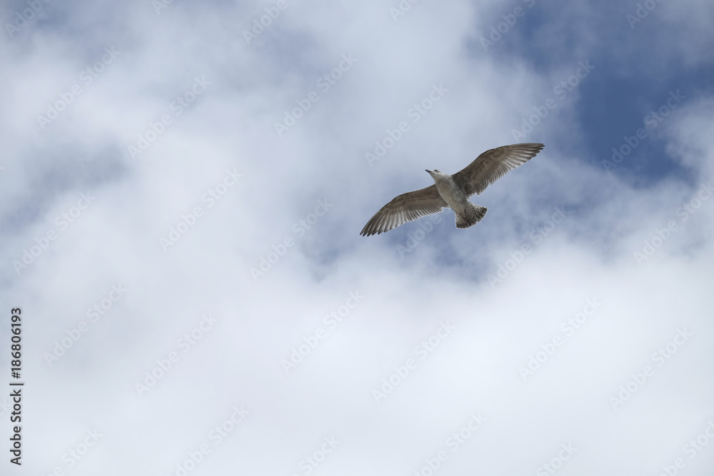Obraz premium mouette dans le ciel