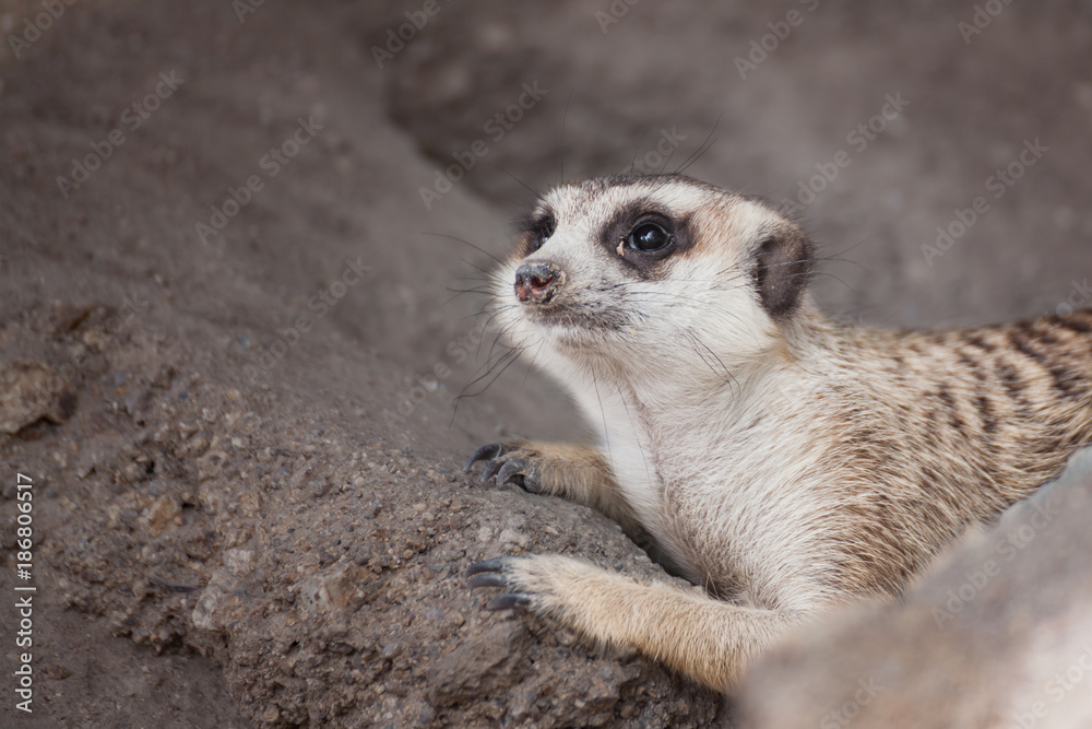 Fototapeta premium meerkat (Suricata suricatta) sleeping under the timber hole