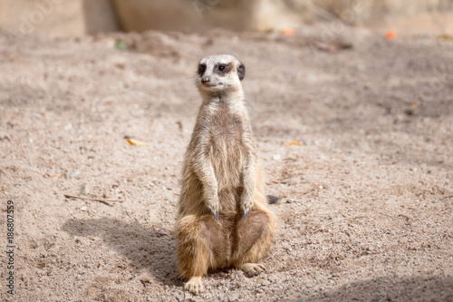 meerkat (Suricata suricatta) sitting on sand ground for guarding and safety