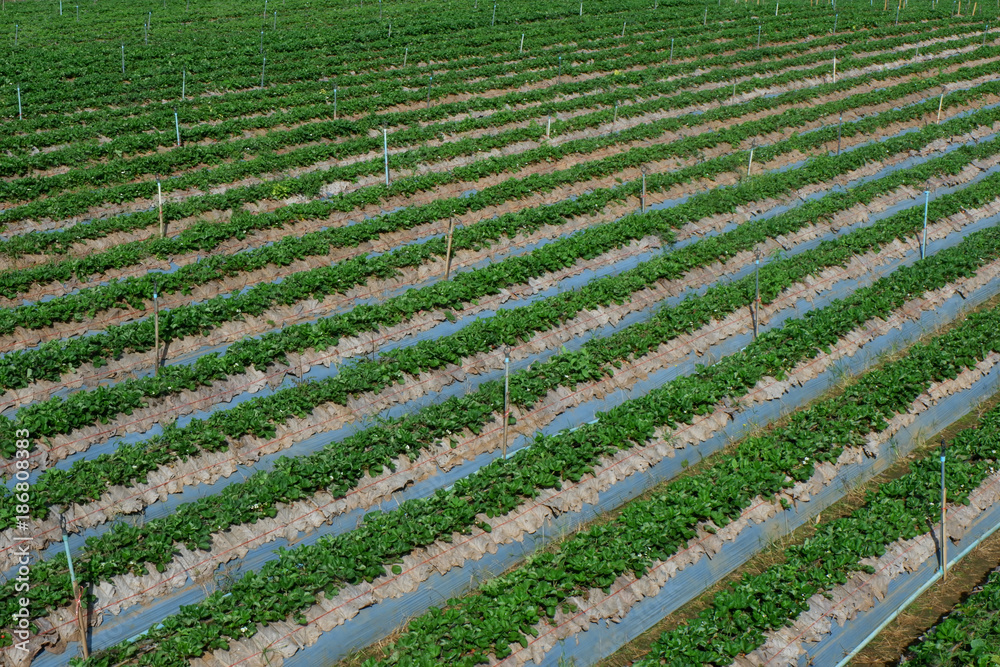 Strawberry garden on mountain.